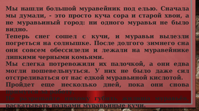 Мы нашли большой муравейник под елью. Сначала мы думали, - это просто куча сора и старой хвои, а не муравьиный город: ни одного муравья не было видно. Теперь снег сошел с кучи, и муравьи вылезли погреться на солнышке. После долгого зимнего сна они совсем обессилели и лежали на муравейнике липкими черными комьями. Мы слегка потревожили их палочкой, а они едва могли пошевельнуться. У них не было даже сил отстреливаться от нас едкой муравьиной кислотой. Пройдет еще несколько дней, пока они снова примутся за работу. Не разрешайте никому губить жилища муравьёв, раскатывать палками муравьиные кучи.    