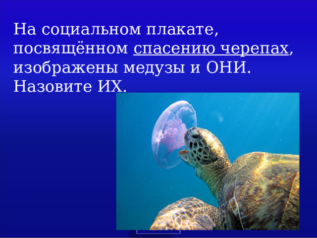 На социальном плакате, посвящённом спасению черепах , изображены медузы и ОНИ. Назовите ИХ. 