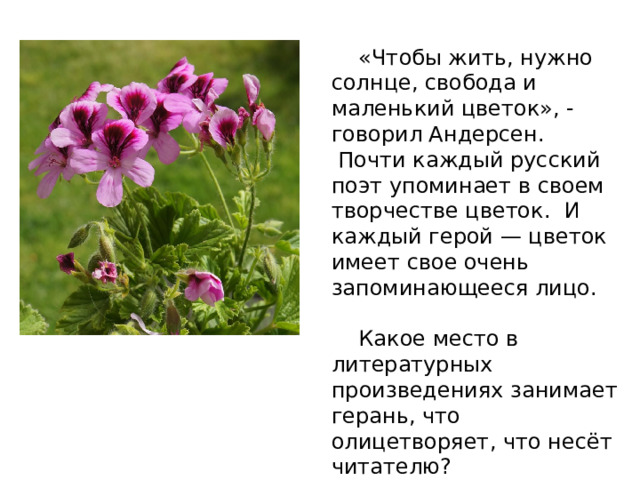  «Чтобы жить, нужно солнце, свобода и маленький цветок», - говорил Андерсен.  Почти каждый русский поэт упоминает в своем творчестве цветок. И каждый герой — цветок имеет свое очень запоминающееся лицо.  Какое место в литературных произведениях занимает герань, что олицетворяет, что несёт читателю? 