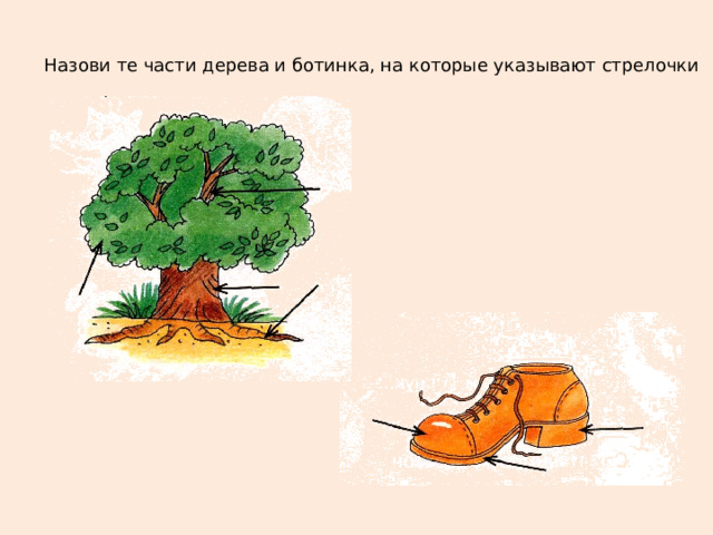 Назови те части дерева и ботинка, на которые указывают стрелочки 
