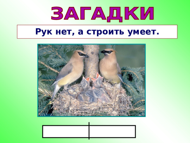 Рук нет, а строить умеет. 