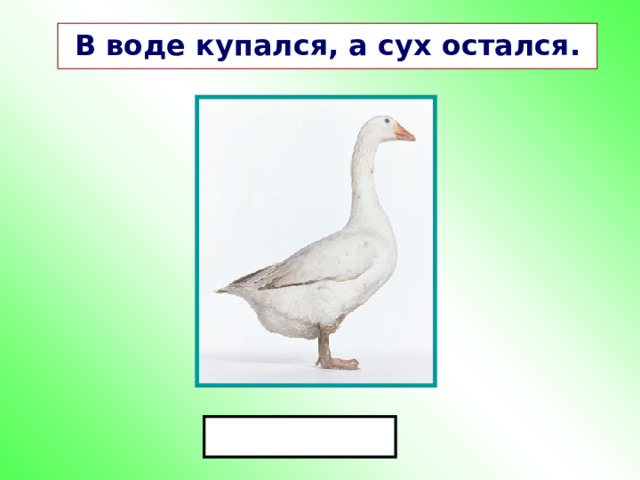 В воде купался, а сух остался. 