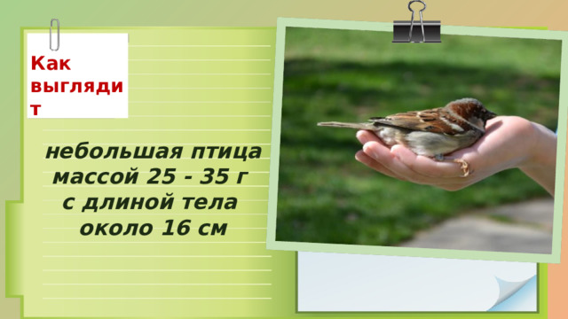 Как выглядит небольшая птица массой 25 - 35 г с длиной тела около 16 см 