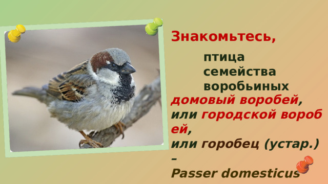 Знакомьтесь, птица семейства воробьиных домовый воробей , или  городской воробей , или  горобец  (устар.) – Passer domesticus 
