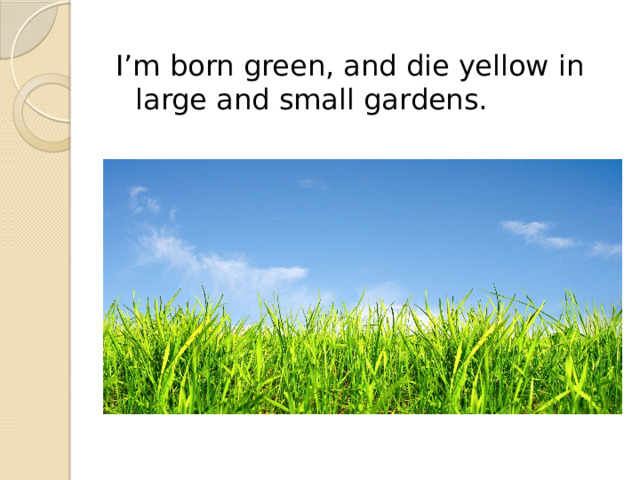 I’m born green, and die yellow in large and small gardens. 