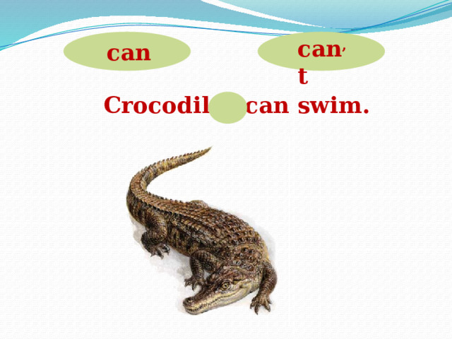 can , t can Crocodiles can swim.  