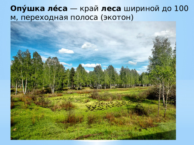 Опу́шка   ле́са  — край  леса  шириной до 100 м, переходная полоса (экотон) между  лесом  . 