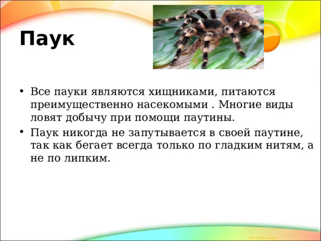Паук Все пауки являются хищниками, питаются преимущественно насекомыми . Многие виды ловят добычу при помощи паутины. Паук никогда не запутывается в своей паутине, так как бегает всегда только по гладким нитям, а не по липким. 