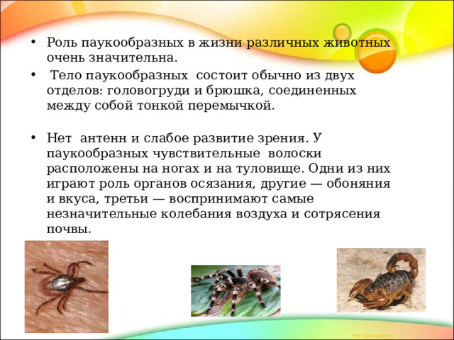 Роль паукообразных в жизни различных животных очень значительна.   Тело паукообразных состоит обычно из двух отделов: головогруди и брюшка, соединенных между собой тонкой перемычкой.   Нет антенн и слабое развитие зрения. У паукообразных чувствительные волоски расположены на ногах и на туловище. Одни из них играют роль органов осязания, другие — обоняния и вкуса, третьи — воспринимают самые незначительные колебания воздуха и сотрясения почвы. 