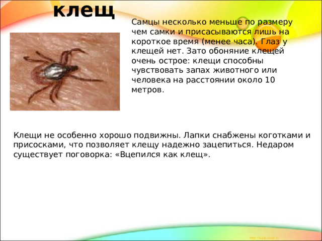 клещ   Самцы несколько меньше по размеру чем самки и присасываются лишь на короткое время (менее часа). Глаз у клещей нет. Зато обоняние клещей очень острое: клещи способны чувствовать запах животного или человека на расстоянии около 10 метров. Клещи не особенно хорошо подвижны. Лапки снабжены коготками и присосками, что позволяет клещу надежно зацепиться. Недаром существует поговорка: «Вцепился как клещ». 