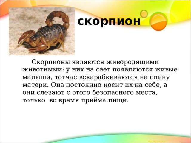 скорпион  Скорпионы являются живородящими животными: у них на свет появляются живые малыши, тотчас вскарабкиваются на спину матери. Она постоянно носит их на себе, а они слезают с этого безопасного места, только во время приёма пищи. 