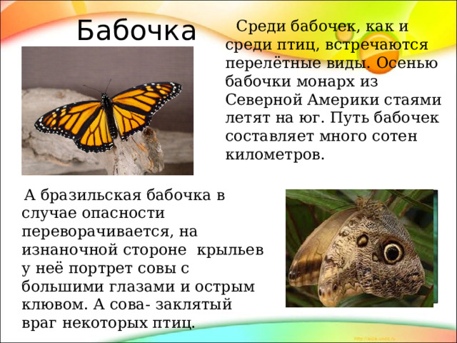 Бабочка  Среди бабочек, как и среди птиц, встречаются перелётные виды. Осенью бабочки монарх из Северной Америки стаями летят на юг. Путь бабочек составляет много сотен километров.  А бразильская бабочка в случае опасности переворачивается, на изнаночной стороне крыльев у неё портрет совы с большими глазами и острым клювом. А сова- заклятый враг некоторых птиц. 