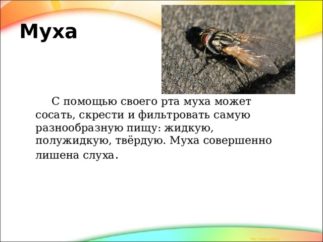 Муха   С помощью своего рта муха может сосать, скрести и фильтровать самую разнообразную пищу: жидкую, полужидкую, твёрдую. Муха совершенно лишена слуха . 