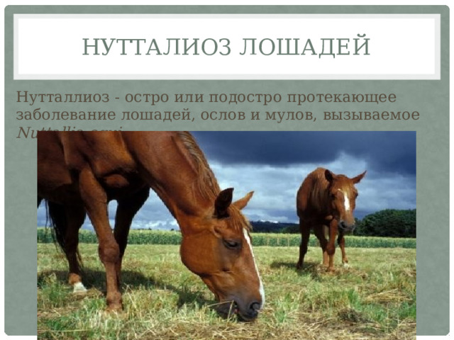 Нутталиоз лошадей Нутталлиоз - остро или подостро протекающее заболевание лошадей, ослов и мулов, вызываемое Nuttallia equi . 