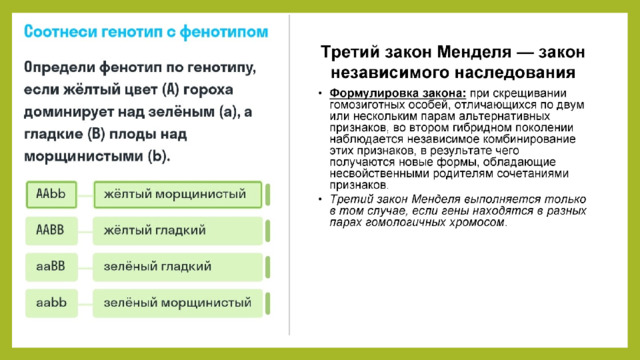 Законы генетики три закона. Основные генетические законы. 1 и 2 закон менделя кратко. Законы генетики кратко. Основные генетические законы.