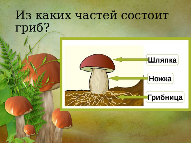 Из каких частей состоит гриб? 