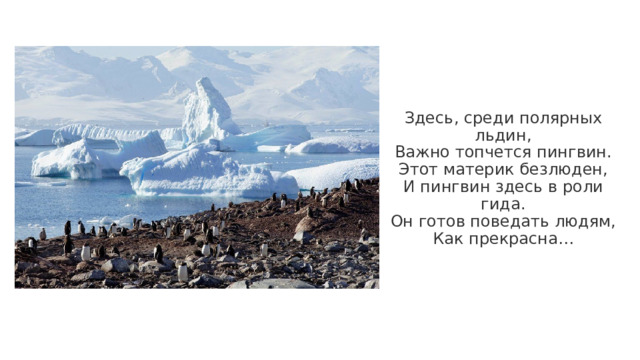 Здесь, среди полярных льдин,  Важно топчется пингвин.  Этот материк безлюден,  И пингвин здесь в роли гида.  Он готов поведать людям,  Как прекрасна…   