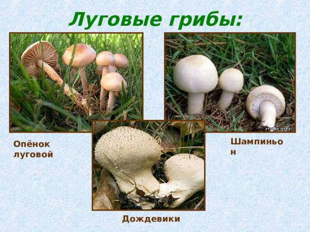 Луговые грибы: Шампиньон Опёнок луговой Дождевики 