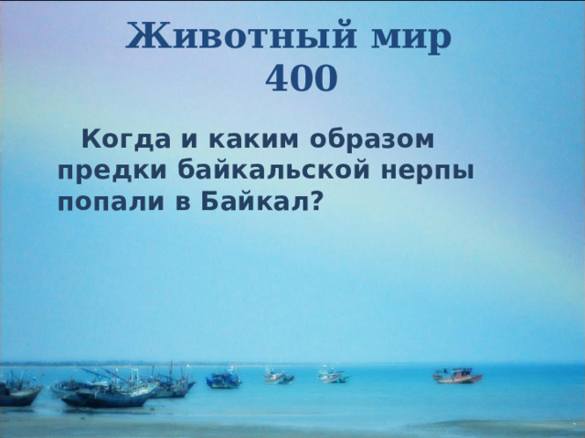 Животный мир  400  Когда и каким образом предки байкальской нерпы попали в Байкал? 