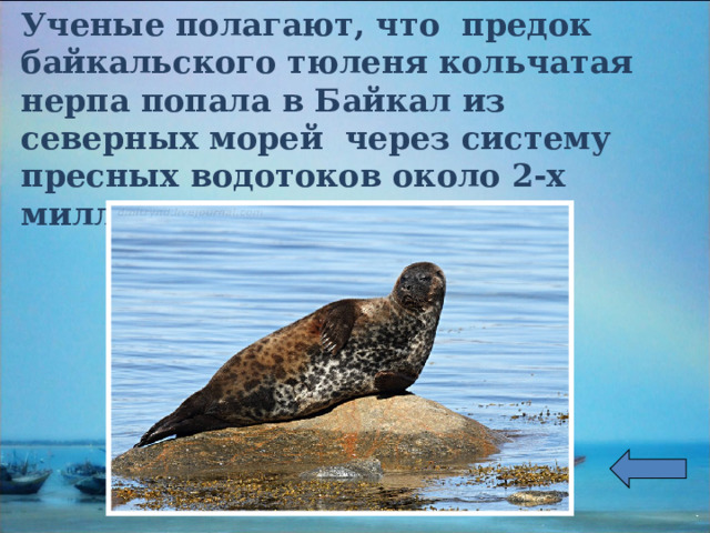Ученые полагают, что предок байкальского тюленя кольчатая нерпа попала в Байкал из северных морей через систему пресных водотоков около 2-х миллионов лет назад. 