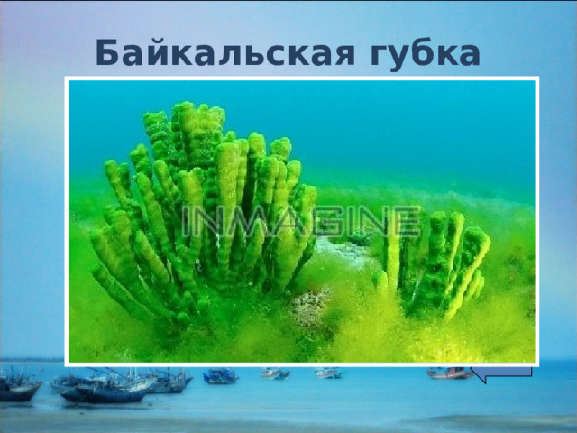 Байкальская губка 