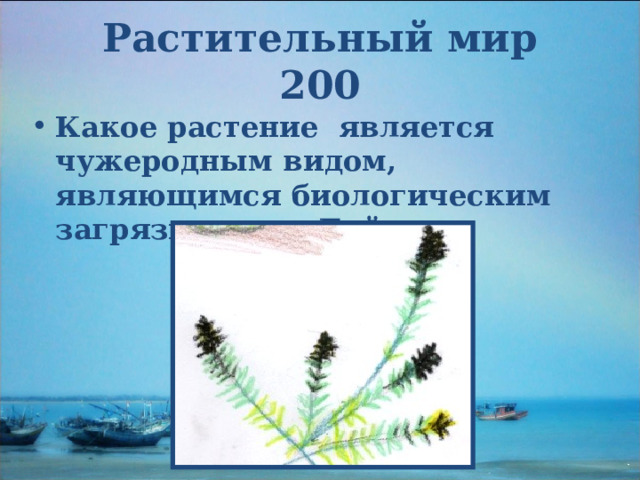 Растительный мир  200 Какое растение является чужеродным видом, являющимся биологическим загрязнителем Байкала  