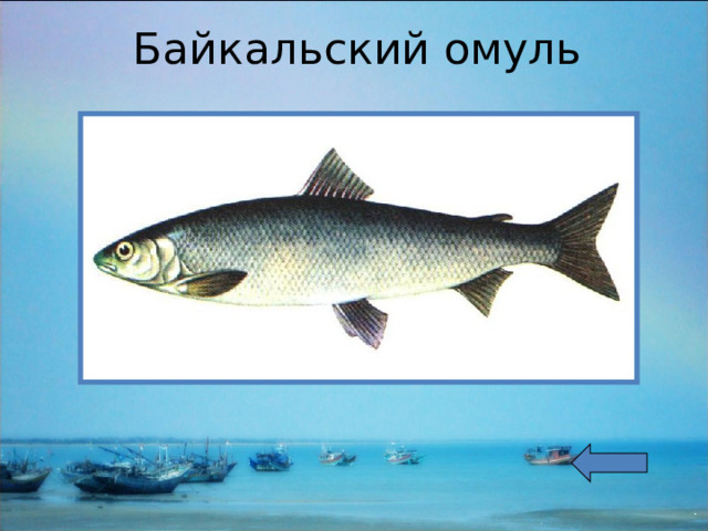  Байкальский омуль   