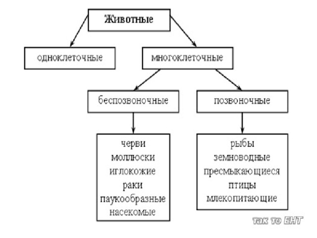 Схема разнообразие животных