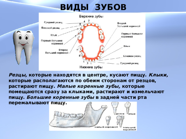 Коренные зубы