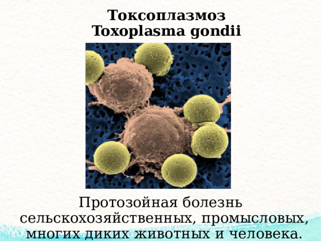 Токсоплазмоз  Toxoplasma gondii Протозойная болезнь сельскохозяйственных, промысловых, многих диких животных и человека. 