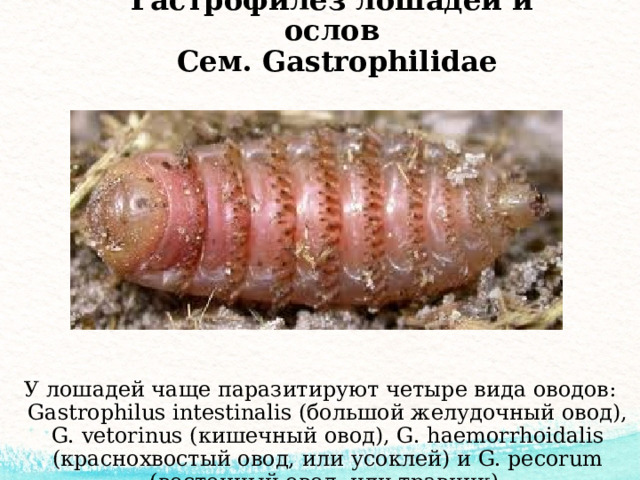 Гастрофилез лошадей и ослов  Сем. Gastrophilidae У лошадей чаще паразитируют четыре вида оводов: Gastrophilus intestinalis (большой желудочный овод), G. vetorinus (кишечный овод), G. haemorrhoidalis (краснохвостый овод, или усоклей) и G. pecorum (восточный овод, или травник). 