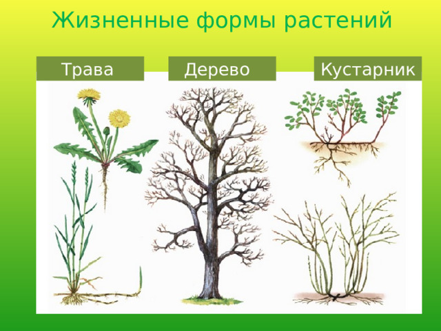 Жизненные формы растений Трава Дерево Кустарник 
