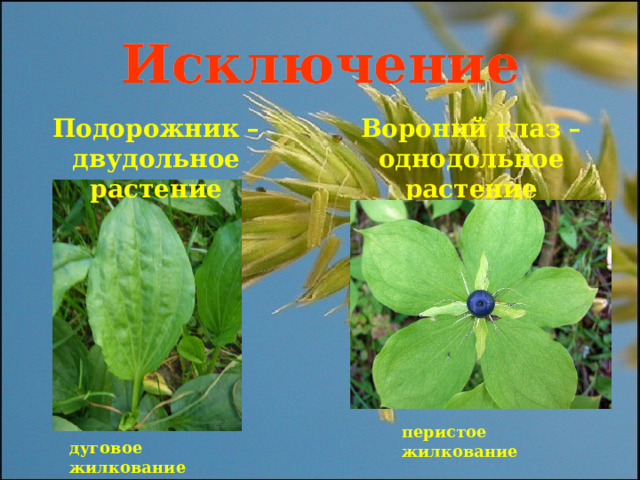 Исключение Подорожник – двудольное растение Вороний глаз – однодольное растение перистое жилкование дуговое жилкование 