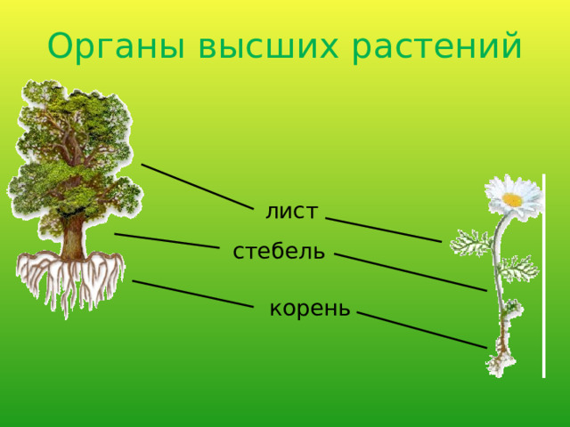 Органы высших растений лист стебель корень 
