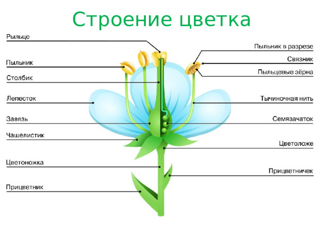 Строение цветка 