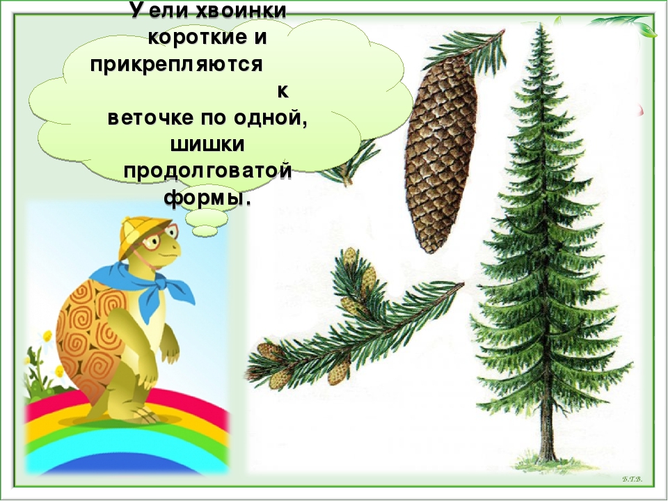 У ели на каждой. Что такое хвоинки. Что такое хвоинки 1 класс. Шишка у ели окружающий мир. Ель шишки и хвоинки окружающий мир.