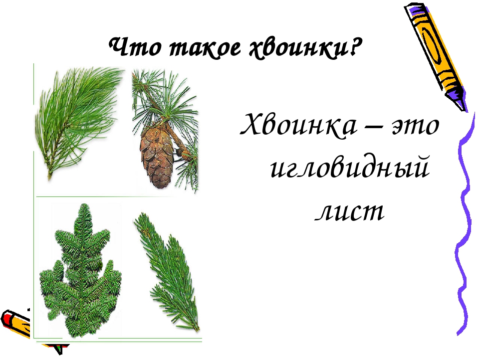 Расположение хвоинок. Что такое хвоинки. Что такое хвоинки 1 класс. Что такое хвоинки окружающий мир. С хв.