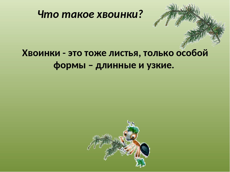 Что такое хвоинки презентация 1 класс. Что такое хвоинки. Листья и хвоинки. Что такое хвоинки 1 класс. Тема что такое хвоинки.