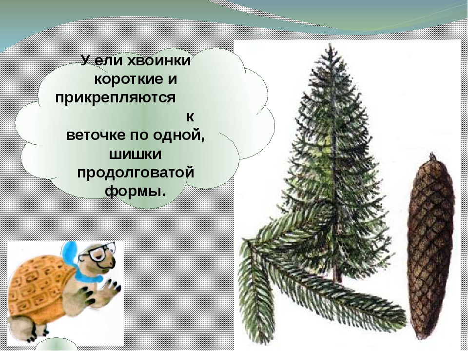 Что такое хвоинки презентация