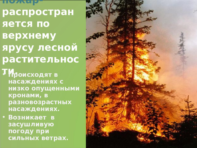 Верховой пожар-  распространяется по верхнему ярусу лесной растительности. Происходят в насаждениях с низко опущенными кронами, в разновозрастных насаждениях. Возникает в засушливую погоду при сильных ветрах.  