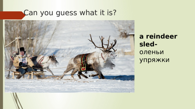 Can you guess what it is? a reindeer sled- оленьи упряжки 