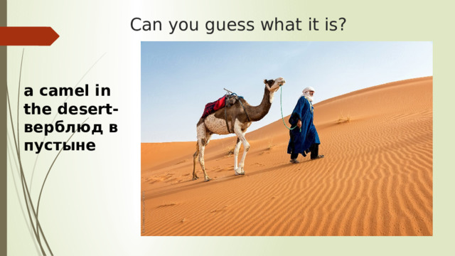 Can you guess what it is? a camel in the desert-верблюд в пустыне 
