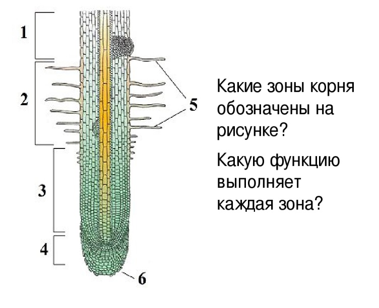 Строение корня рисунок биология 6 класс рисунок