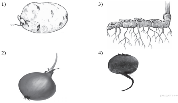 Какой из изображенных органов является видоизмененным. Какой из изображенных органов растений является видоизмененным. Какой из изображенных органов является видоизмененным корнем. Какой из изображенных органов является видоизмененным побегом. Какие из изображенных органов растения.