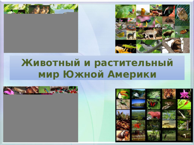 Животный и растительный мир Южной Америки 