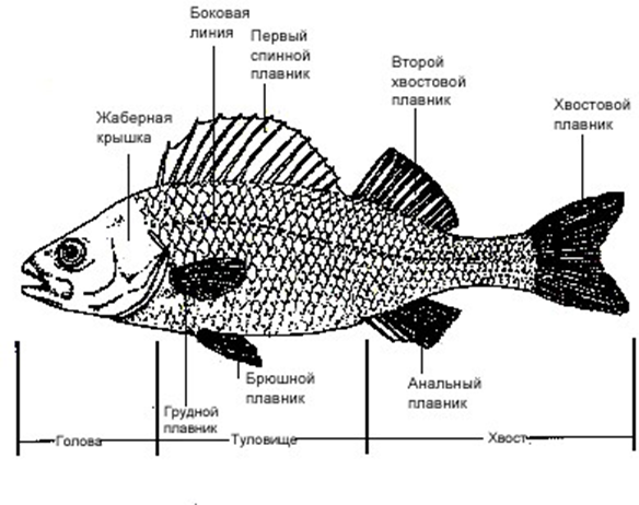 Рыба схема рисунок