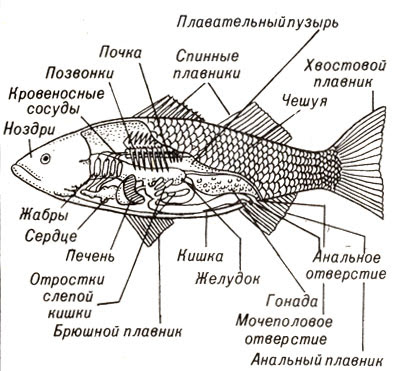 Внешнее строение рыбы 7 класс рисунок