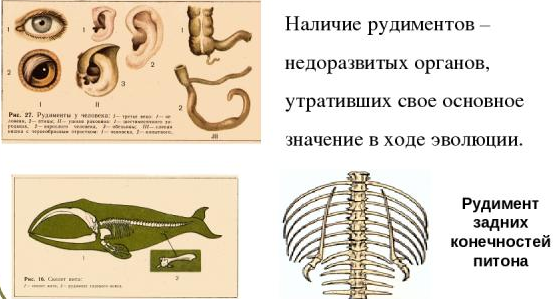 Переходные формы гомологичные органы рудименты