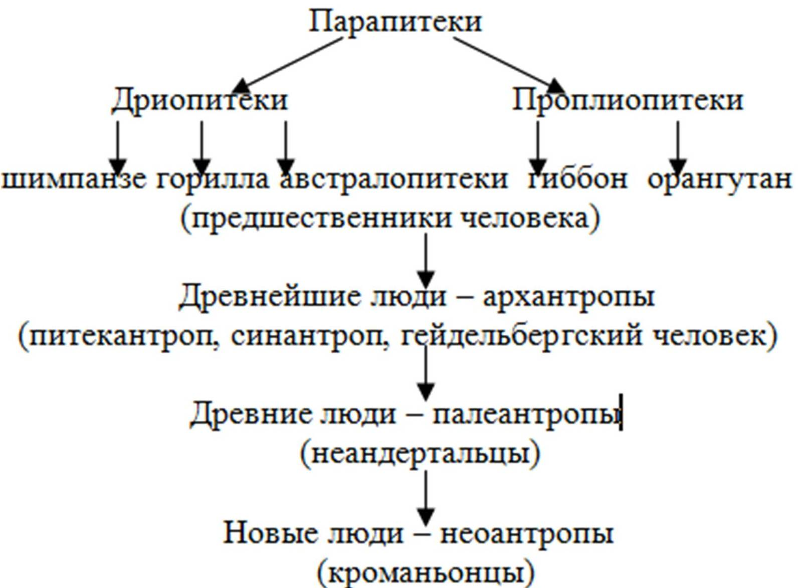 Стадии антропогенеза человека схема