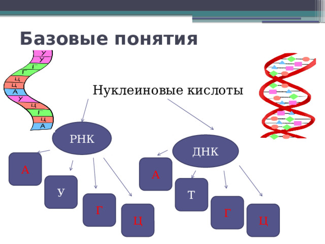 Базовые понятия  Нуклеиновые кислоты РНК ДНК А А У Т Г Г Ц Ц 